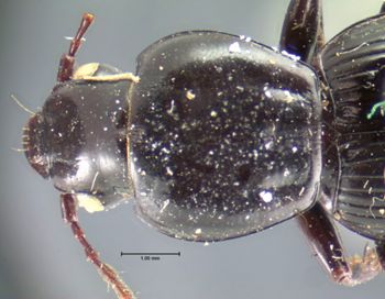 Media type: image;   Entomology 5614 Aspect: pronotum dorsal